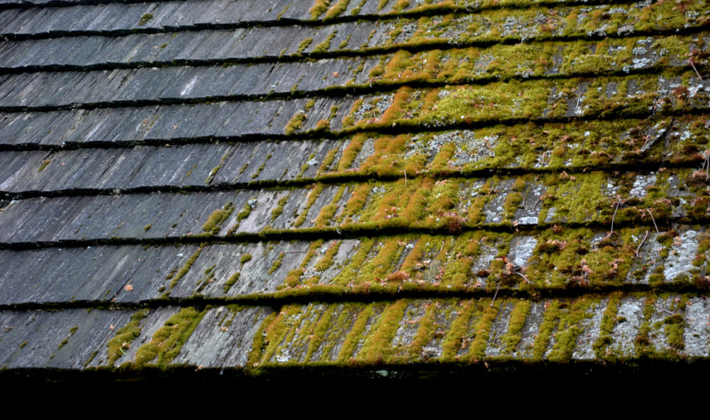 Moss buildup on a residential roof in Portland caused by wet and windy weather